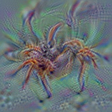 n01773549 barn spider, Araneus cavaticus